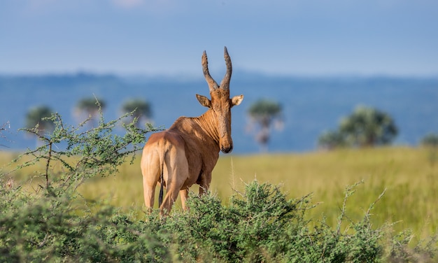 Hartebeest está de pie en la sabana frente a una pintoresca sabana