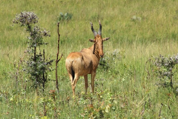 Hartebeest na savana