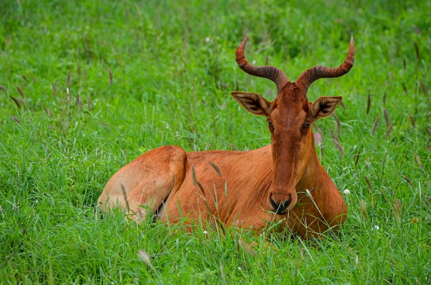 Hartebeest en el Parque Nacional de Tsavo East Kenia África