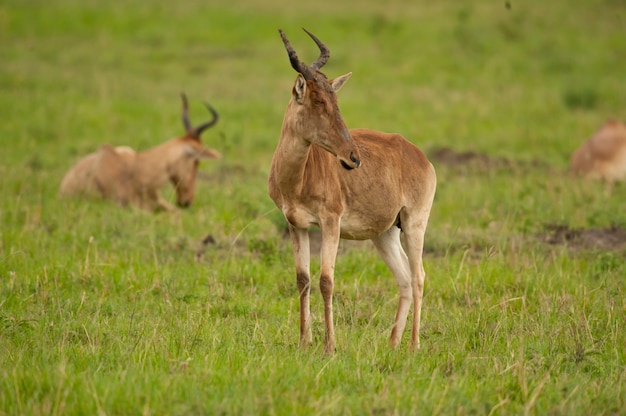 Hartebeest en la sabana