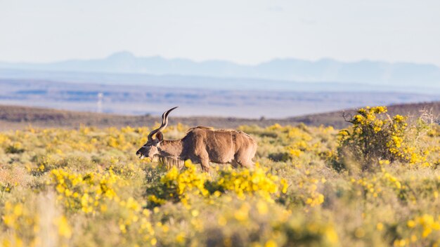 Hartebeest vermelho andando no mato.