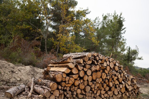 Harthölzer aus dem Wald für den Kamin