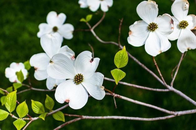 Hartriegel-Blumen im Frühling Schöne weiße Hartriegel-Blüten aus nächster Nähe Zarte natürliche Schönheit im Freien Dekorativer Blumenstrauch im Frühling