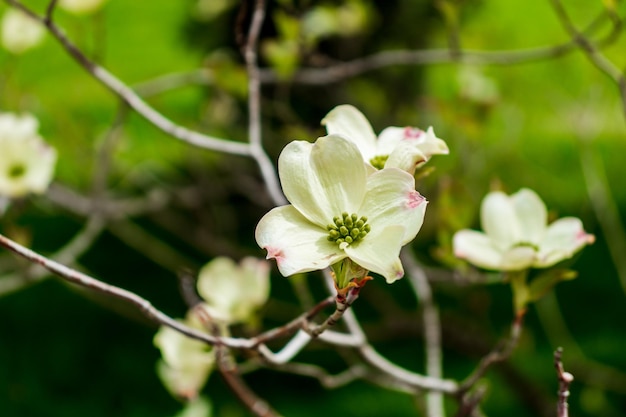 Hartriegel-Blumen im Frühling Schöne weiße Hartriegel-Blüten aus nächster Nähe Zarte natürliche Schönheit im Freien Dekorativer Blumenstrauch im Frühling