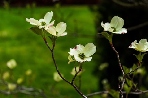 Hartriegel-Blumen im Frühling Schöne weiße Hartriegel-Blüten aus nächster Nähe Zarte natürliche Schönheit im Freien Dekorativer Blumenstrauch im Frühling
