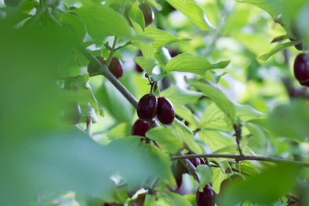 Hartriegelbeere auf einem Baum