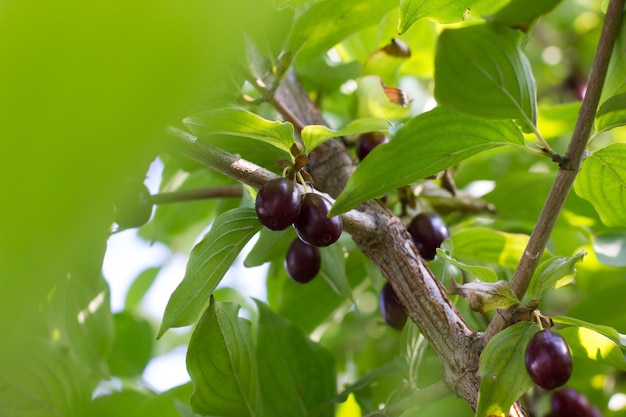 Hartriegelbeere auf einem Baum