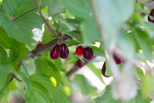 Hartriegelbeere auf einem Baum