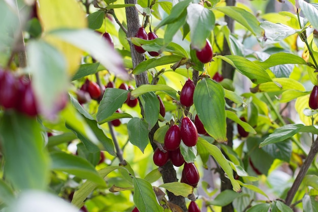 Hartriegelbeere auf einem Baum