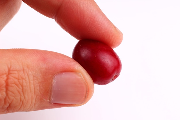 Hartriegelbeere in der Hand auf einer weißen Oberfläche