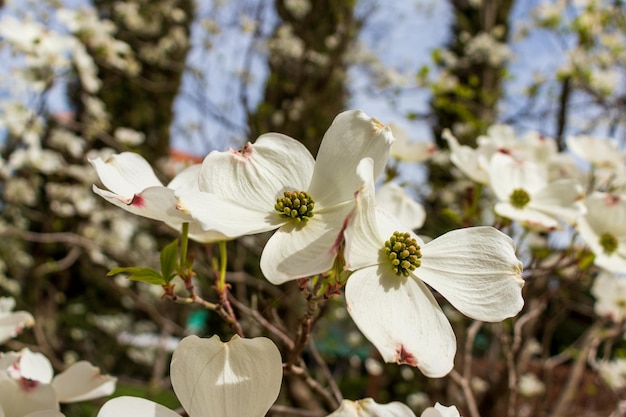 Hartriegelblumen, die im Frühjahr blühen