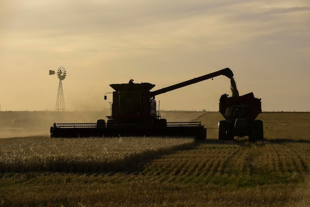 Harvester Maschine Ernte in der argentinischen Landschaft der Provinz Buenos Aires Argentinien