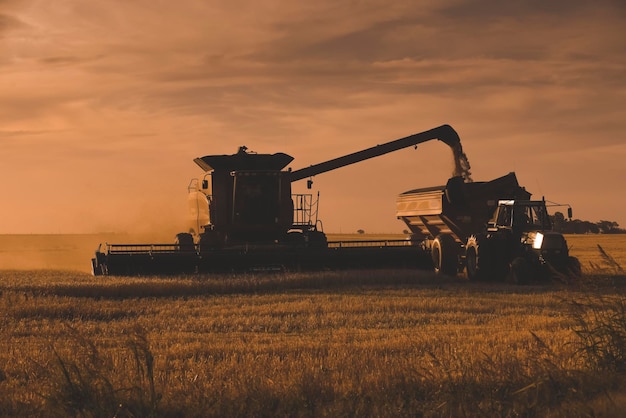 Harvester Maschine Ernte in der argentinischen Landschaft der Provinz Buenos Aires Argentinien