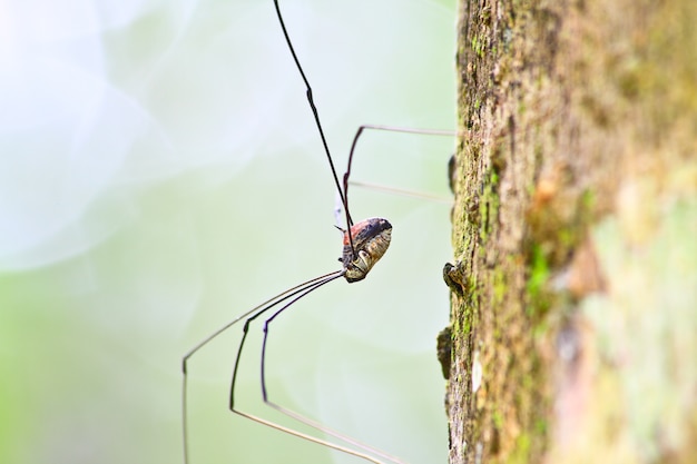 Harvestman spider o daddy longlegs