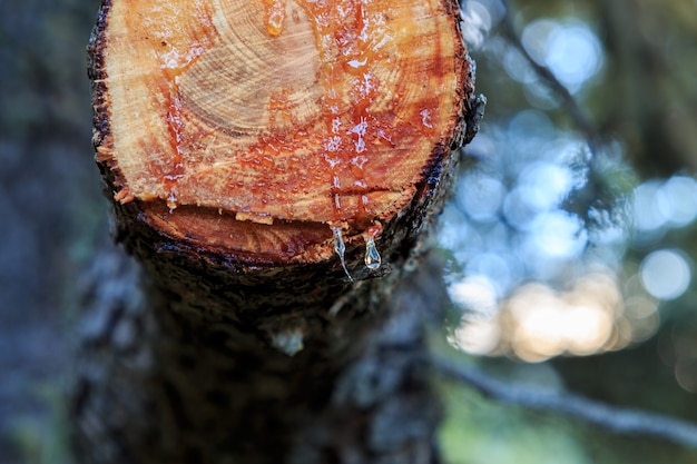 Harztropfen auf einem frisch geschnittenen Ast. Naturelementkonzept