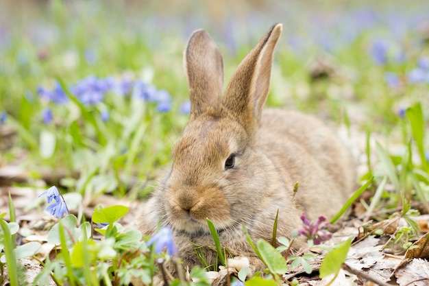 Hase auf einer blühenden Wiese. Hase auf einer Lichtung von blauen Blumen