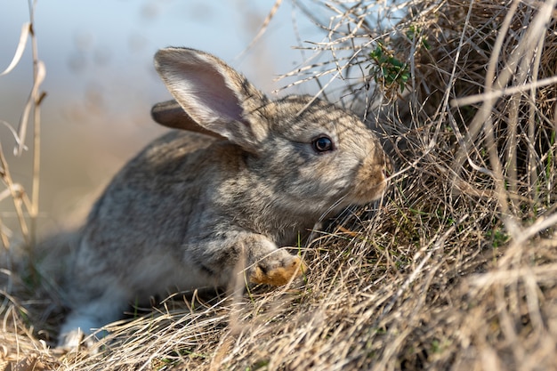 Hase im Gras im Sommer summer