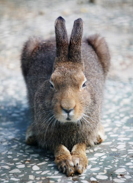 Hase im Zoo