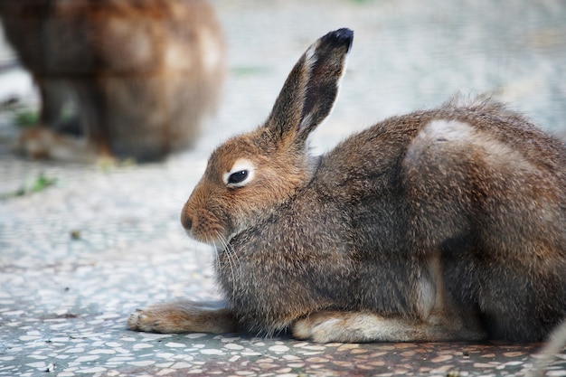 Hase im Zoo