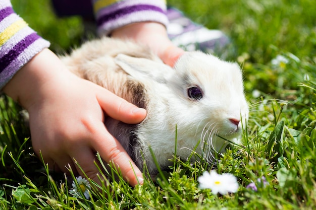 Foto hase in kinderhänden