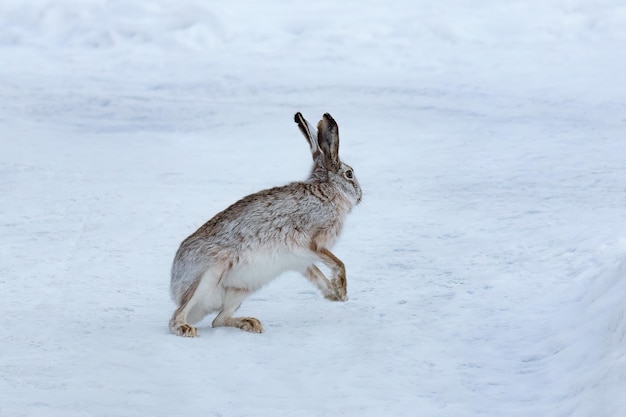 Hase läuft im Schnee, der Schnee ist weiß und der Schnee ist weiß