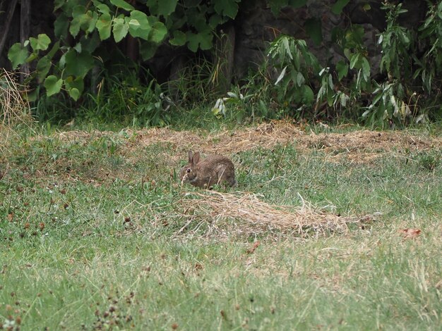 Hase Säugetier Tier