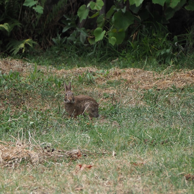 Hase Säugetier Tier