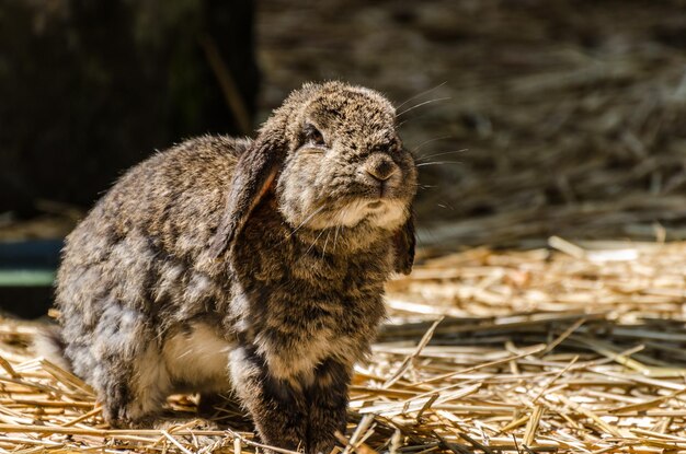 Hase steht und schaut