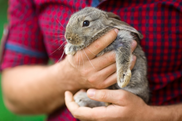 Hase. Tiere und Menschen