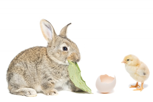 Hase und Hühnchen