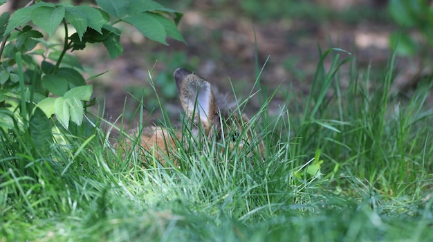 Hase versteckt sich im Gras