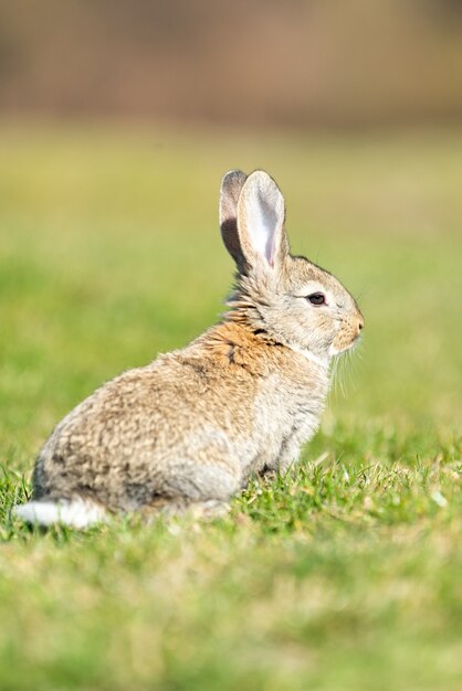 Hase, während er dich auf Grashintergrund ansieht