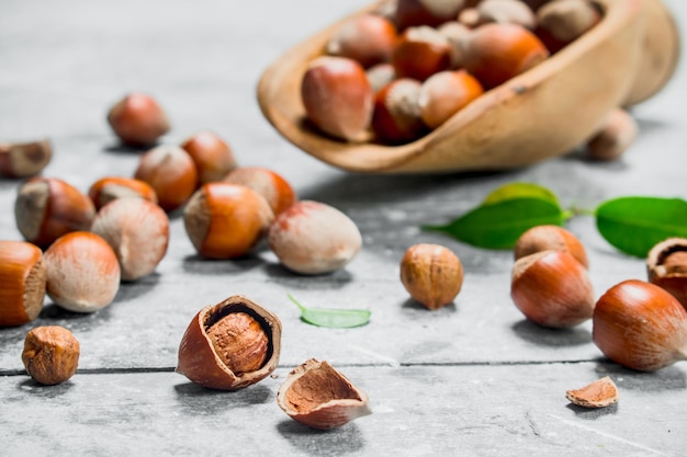 Haselnuss mit grünen Blättern