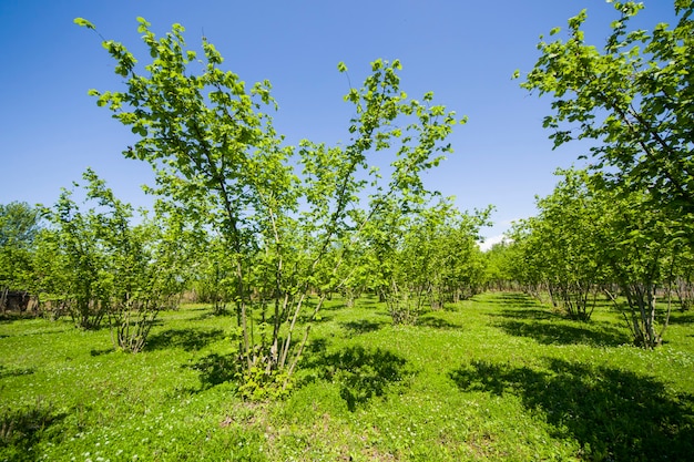 Haselnussbäume Plantagenlandschaft und Aussicht, große Baumgruppe