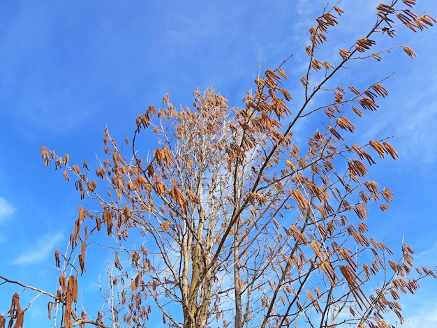 Haselnussbaum, der im Frühjahr blüht Hintergrund des blauen Himmels