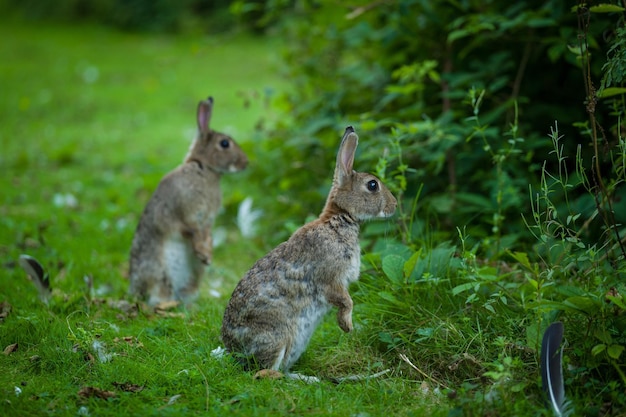 Hasen auf dem Feld