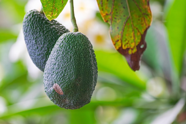 Hass Avocados Persea Americana hängen an einem Baum und sind bereit zur Ernte