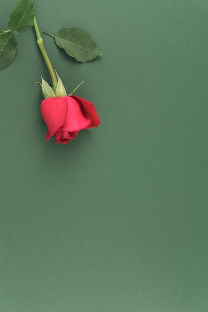 Haste de flor de rosa vermelha de veludo vista de cima plana sobre fundo de textura verde neutro chartreuse