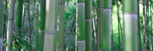 Hastes de bambu verde no bosque de água nos trópicos natureza tropical verde no dia ensolarado de verão