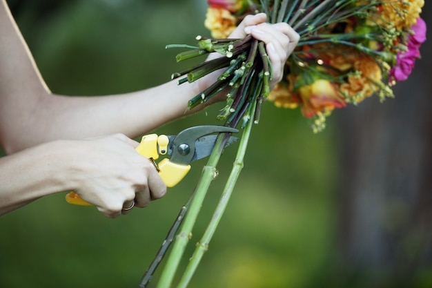 Hastes de flores de corte de florista, closeup de mão feminina com tesouras