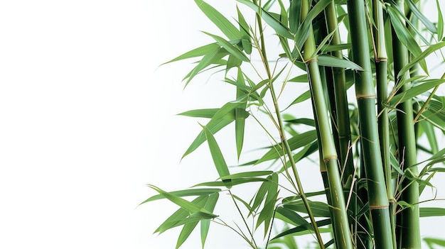 Hastes e folhas de bambu verde sobre um fundo branco