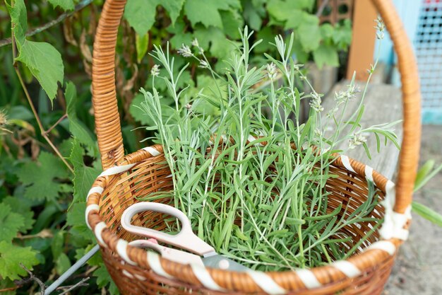 Hastes verdes de lavanda e tesoura em uma cesta de vime