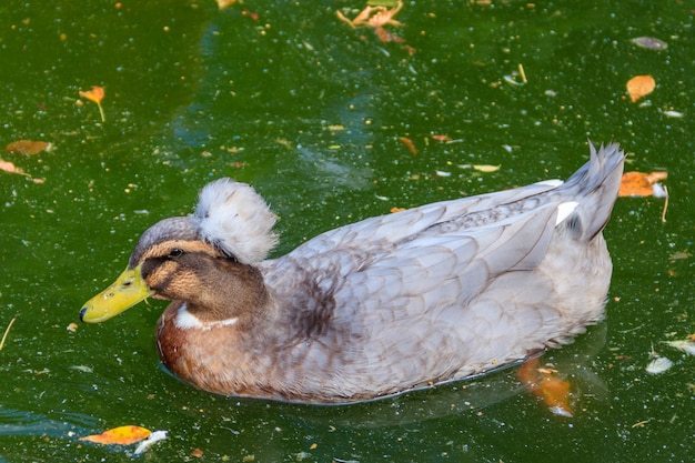 Haubenente, die in einem See schwimmt