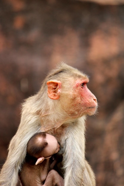 Haubenmakaken mit Affenbabys in Badami Fort