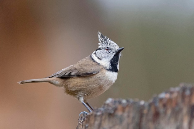 Haubenmeise Lophophanes Cristatus Malaga Spanien