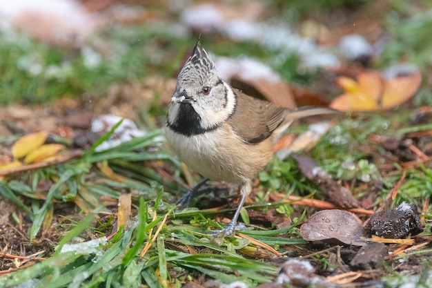 Haubenmeise Lophophanes Cristatus Malaga Spanien