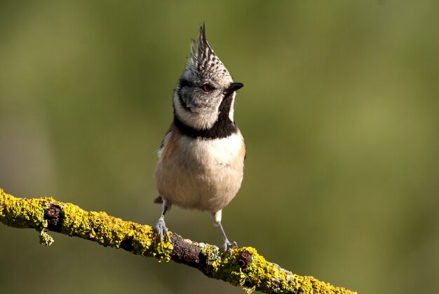 Haubenmeise, Meise, Vögel, Singvögel, Sitzstangen, Lophophanes cristatus