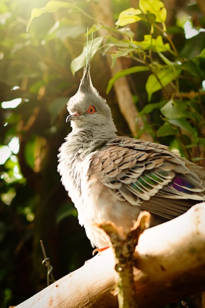 Haubentaube, Ocyphaps lophotes, sitzt auf einem Ast mit Sonnenschein, der über Kopf strömt. Nahaufnahme eines tropischen Vogels unter natürlichen Bedingungen.