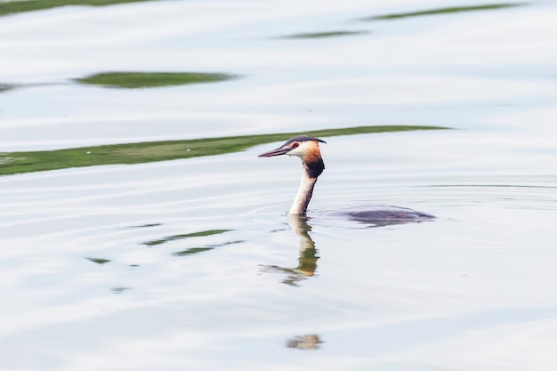 Haubentaucher auf Wasser (Podiceps cristatus)