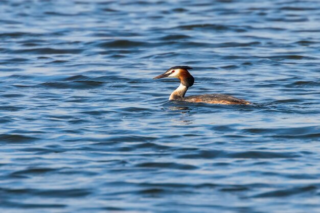 Haubentaucher auf Wasser (Podiceps cristatus)